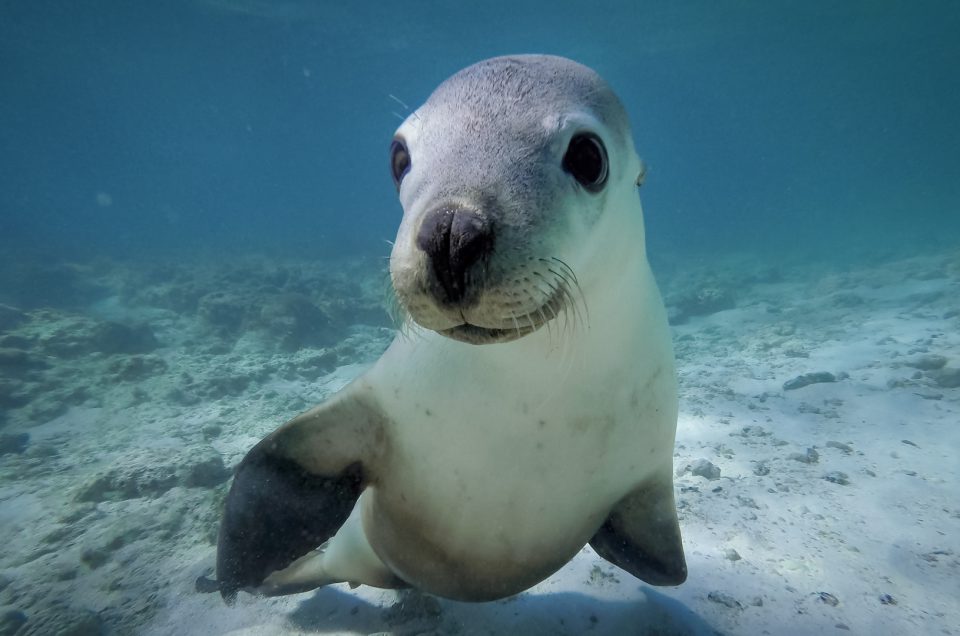 Swimming with Seal Lions, Green Head, WA