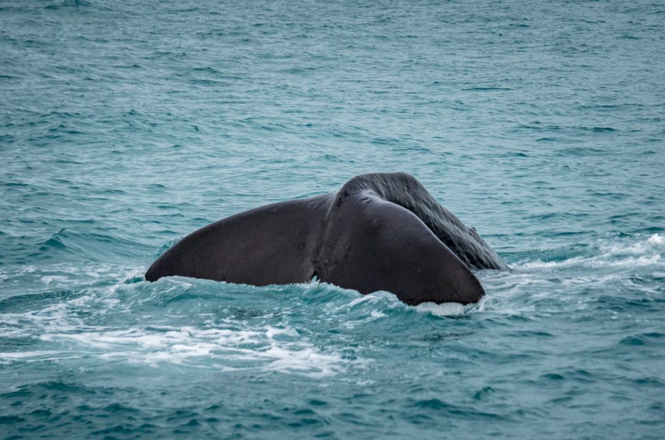 Whale Watch Kaikōura!